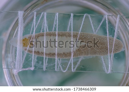 Patterns and backgrounds of Parasitic, Study of Parasitic and Anatomical pathology in laboratory.
