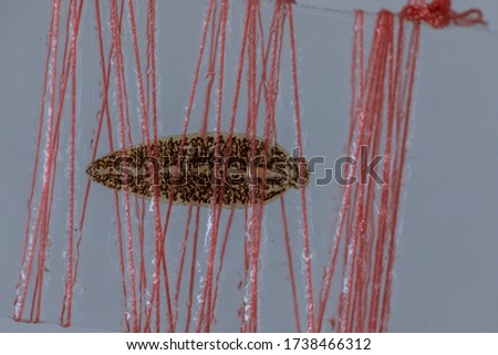Patterns and backgrounds of Parasitic, Study of Parasitic and Anatomical pathology in laboratory.
