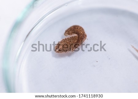 Patterns and backgrounds of Parasitic, Study of Parasitic and Anatomical pathology in laboratory.
