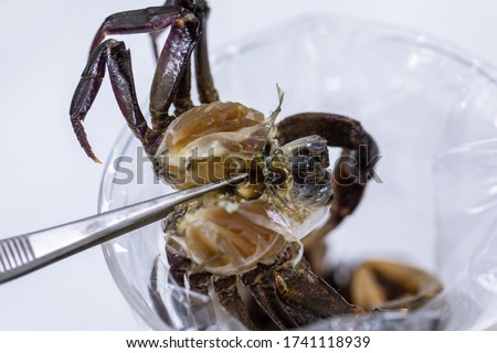 Patterns and backgrounds of Parasitic, Study of Parasitic and Anatomical pathology in laboratory.

