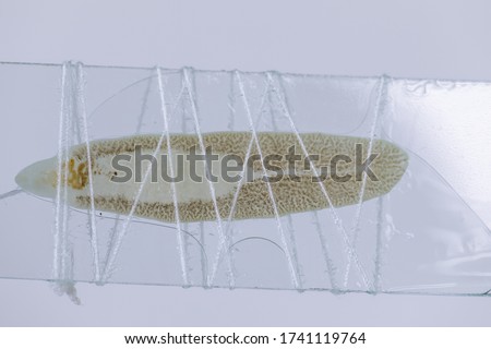 Patterns and backgrounds of Parasitic, Study of Parasitic and Anatomical pathology in laboratory.
