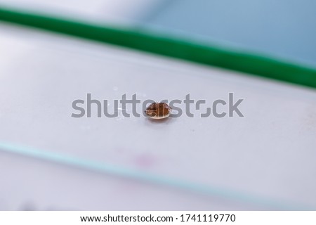 Patterns and backgrounds of Parasitic, Study of Parasitic and Anatomical pathology in laboratory.
