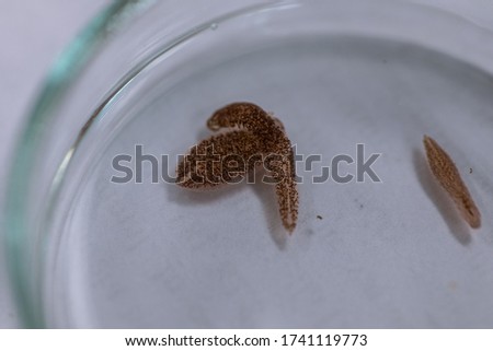 Patterns and backgrounds of Parasitic, Study of Parasitic and Anatomical pathology in laboratory.
