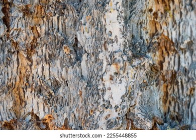 Patterns in the bark of a poplar tree - Shutterstock ID 2255448855