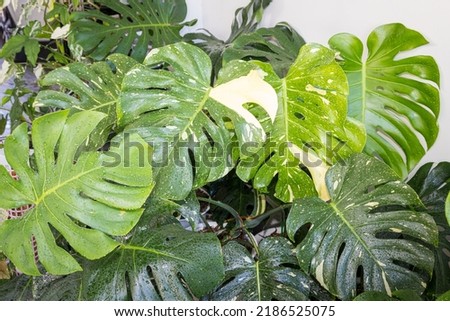 Patterns on leaf of Monstera Thai Constellation nice to collect