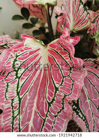 Patterns on leaves,Green leaf pattern on the surface,Caladium at home :Close up view of Caladium bicolor with pink leaf and green veins (Florida Sweetheart), white and green leaf texture background. 
