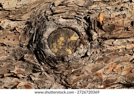patterns on tree bark and wood