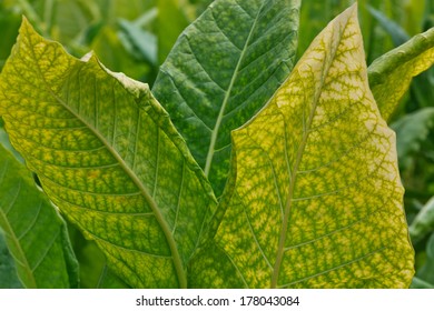 3,005 Nicotiana tabacum Images, Stock Photos & Vectors | Shutterstock