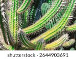 Patterns of vibrant green and yellow spines adorn cactus. Green cacti fill the frame, their sharp spines and ridged textures. Macro view highlights unique forms and clustered desert beauty