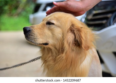 Patting A Beautiful Golden Retriever Dog 