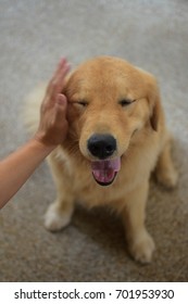 Patting Dog Head (Golden Retriever)