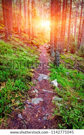 Patway in deep forest in mountains
