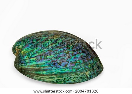Paua shell on a white background . Paua is Maori for abalone