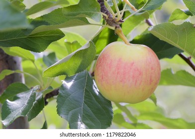 A Paula Red Apple In A Tree In Late Summer 