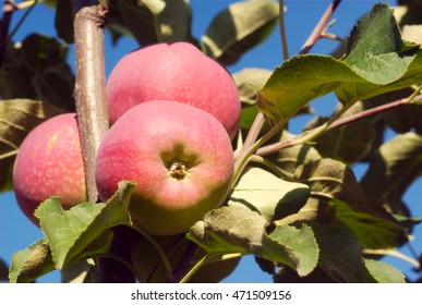 Paula Red Apples In Tree, Orchard Branch 
