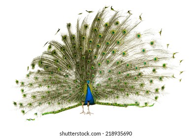 29,020 Open tail Images, Stock Photos & Vectors | Shutterstock