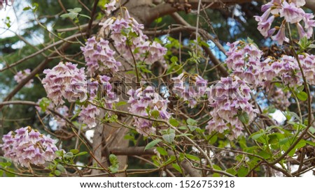 Paulownia elongata tree with light violet blossoms. On the branches of Royal Paulownia, pink pastel colored flowers with purple spots. Empress or Dragon tree, deciduous plant in Paulowniaceae family.
