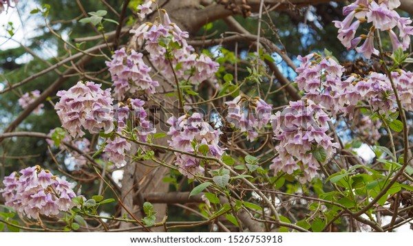 Paulownia elongata tree with light violet\
blossoms. On the branches of Royal Paulownia, pink pastel colored\
flowers with purple spots. Empress or Dragon tree, deciduous plant\
in Paulowniaceae\
family.