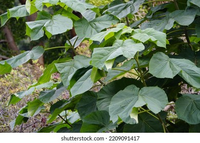 Paulownia Tomentosa (common Names Princesstree, Foxglove-tree, Empress Tree Or Kiri) Is A Deciduous Tree In The Family Paulowniaceae.