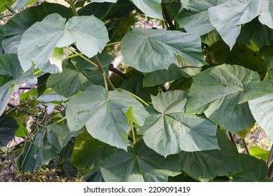 Paulownia Tomentosa (common Names Princesstree, Foxglove-tree, Empress Tree Or Kiri) Is A Deciduous Tree In The Family Paulowniaceae.