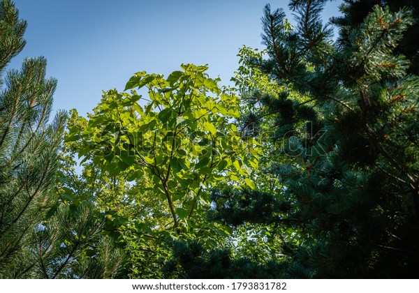 Paulownia tomentosa or Empress tree or princess\
tree or foxglove. Green leaves of Paulownia tomentosa surrounded by\
evergreens against blue sky. Evergreen landscaped garden. nature of\
North Caucasus.