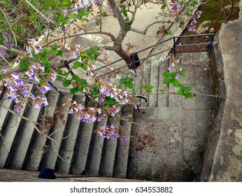 Paulownia Tomentosa - Empress Tree And Steps