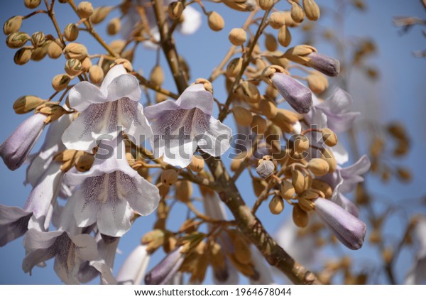 Paulownia Tomentosa Wisteria Sinensis Leguminosas Pink Stock Photo ...