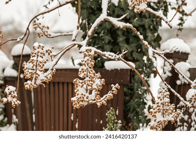 Paulownia tree in winter with snow. Flower buds covered with snow.