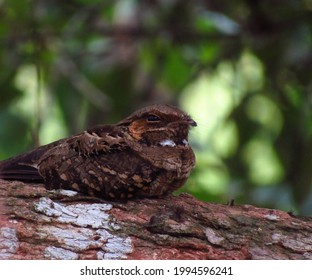 Pauraque Nightjar Bird (Nyctidromus Albicollis)