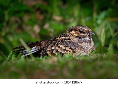Pauraque - Nyctidromus albicollis also called common pauraque in the night, nightjar species, one of two birds in the genus Nyctidromus, breeds in the subtropical and tropical of the New World.