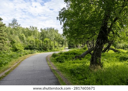 Paved multi-use path curving through green birch forest under a bright sky at Tony Knowles Coastal Trail Anchorage Alaska USA