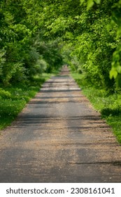 Paved nature walking path through lush green forest. 