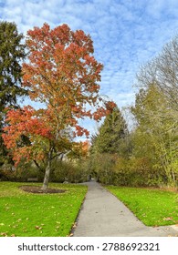 A paved path winds through the vibrant foliage