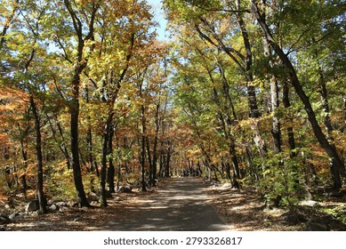 A paved pathway cuts through a dense forest filled with tall trees displaying autumn foliage.