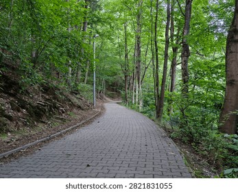 A paved pathway in a forest environment, leading into the distance, offering a first-person perspective looking down the pathway. Surrounded by tall trees and lush greenery, this scene evoc.