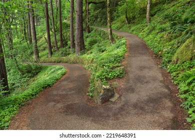 Paved Pathway Through Forest, Columbia River Gorge, Oregon