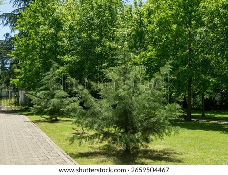 Paved pathway winds through lush, green park Adler resort near Sochi. Tall cupressocyparis Leylandii trees and juniperus virginiana Glauca or virginiana juniper various in center