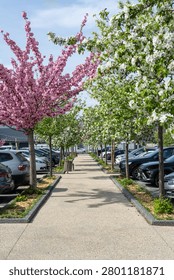 A paved pedestrian path runs between parked cars and rows of pink and white flowering trees in spring.