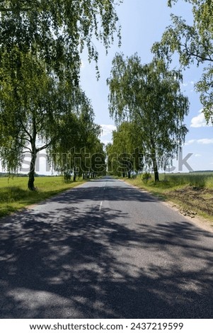 paved road with birch trees on the side of the road in sunny weather, birch trees along the paved road for cars