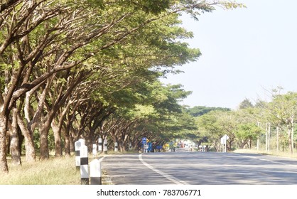 The paved road extends through a green tree.