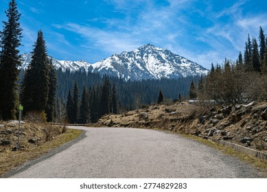Paved road pathway through pine spruce forest leading to snow capped mountains