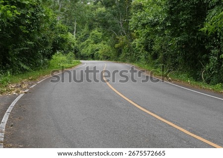 Paved road through the forest