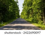paved road with trees in the forest in sunny weather, trees along the paved road for cars