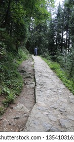 A paved track through the forest 