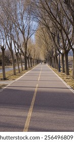 Paved walk path with leafless willow trees on both side.