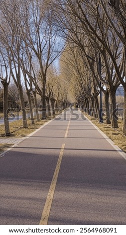 Paved walk path with leafless willow trees on both side.