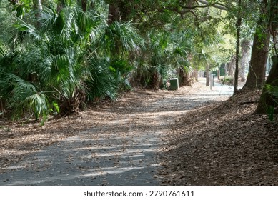 Paved walking path curving through a sun-dappled forest lined with lush tropical palm trees and deciduous trees, scattered with autumn leaves, in a serene park setting evoking peace and natural beauty.