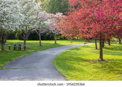 Paved walkway through flowering crabapple trees in an outdoor park in spring in Fairfax County, Vienna, Virginia.