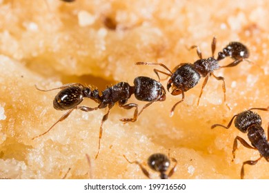 Pavement Ant, Tetramorium Species-e