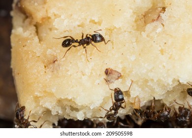 Pavement Ant, Tetramorium Species-e